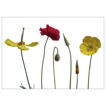 Postkarte 'Poppies'
