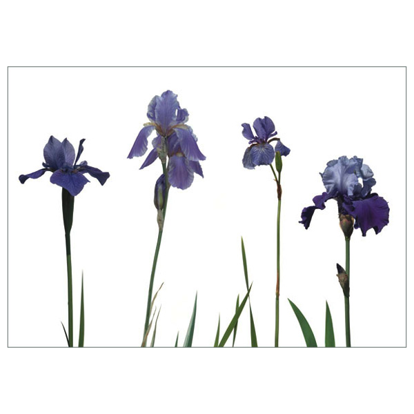 Postkarte 'Blaue Iris'