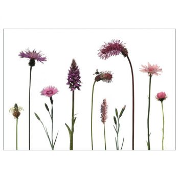 Postkarte 'Rosa Blüten'