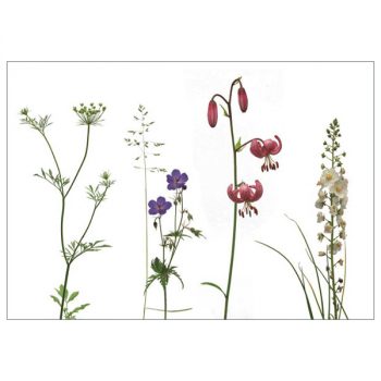 Postkarte 'Wiese Lilium'