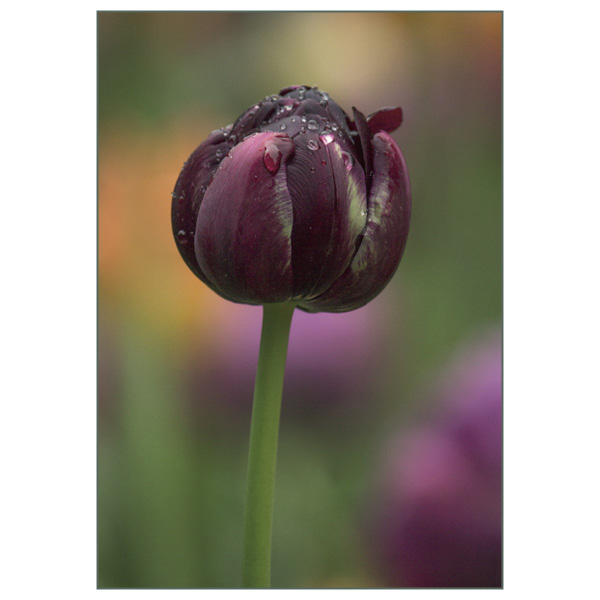Postkarte "Tulipa Black Hero"