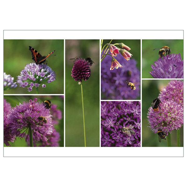 Postkarte "Insektenweide Allium"