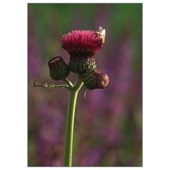 Postkarte 'Cirsium'