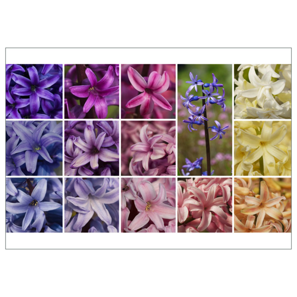 Postkarte "Hyacinthus"