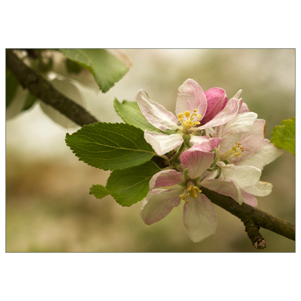 Postkarte "Apfelblüte"