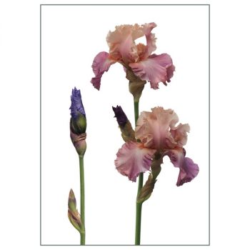 Postkarte 'Iris barbata'