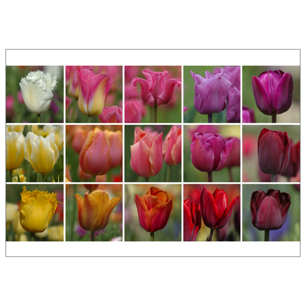 Postkarte "Tulpenregenbogen"