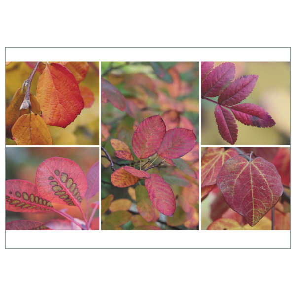 Postkarte "Herbstfärbung"