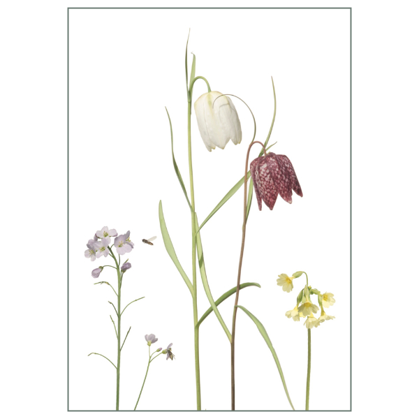 Postkarte "Schachbrettblumen 2"