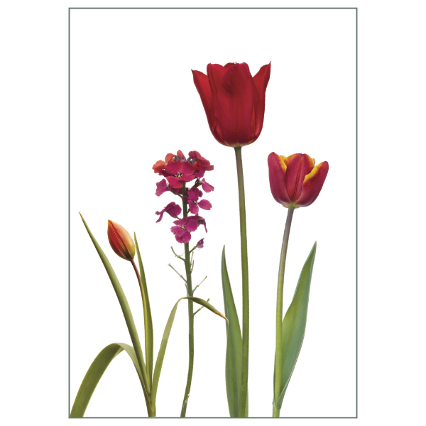 Postkarte "Rote Tulpen"